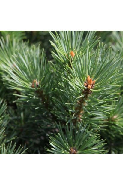 Сосна звичайна Ватерері на штамбі хвоя